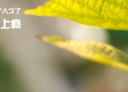 开云体育官网-赛道与球场，当F1揭幕战之夜遇见文班亚马的攻防转换